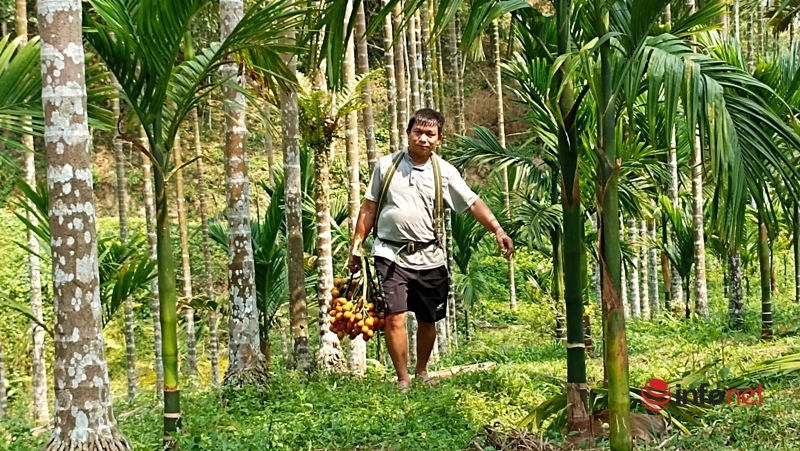 Planting a garden of areca trees to sell from mo to fruit, a family collects billions of money every year