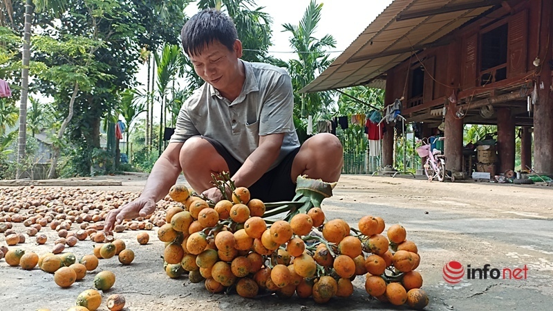 Planting a garden of areca trees to sell from mo to fruit, a family collects billions of money every year