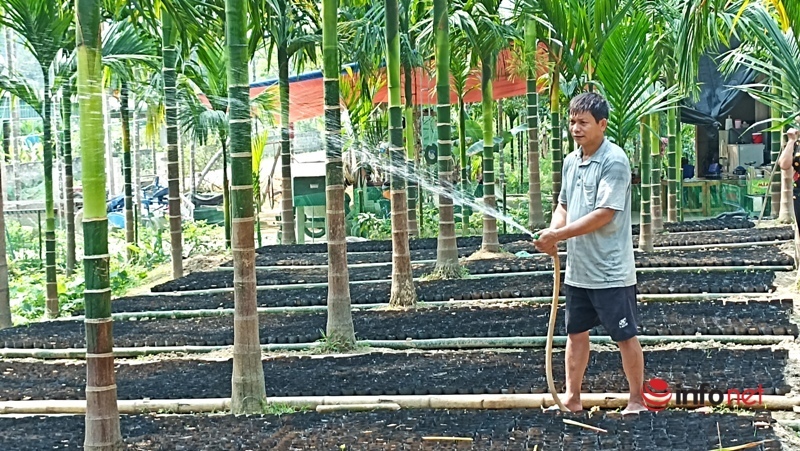 Planting a garden of areca trees to sell from mo to fruit, a family collects billions of dollars every year