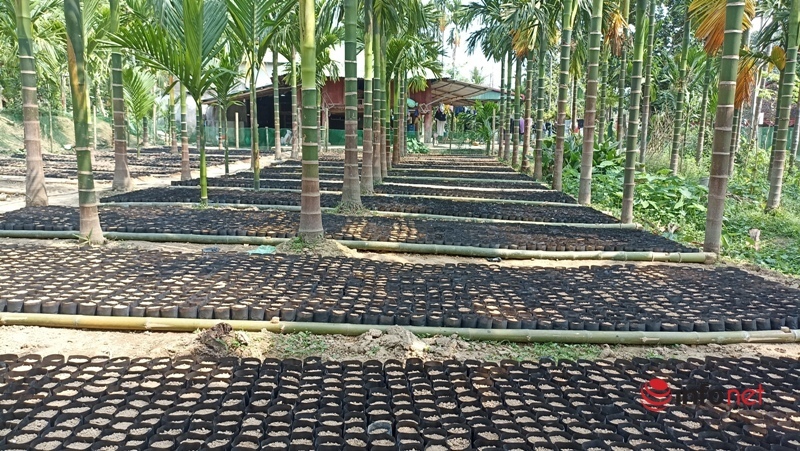 Planting a garden of areca trees to sell from mo to fruit, a family collects billions of money every year