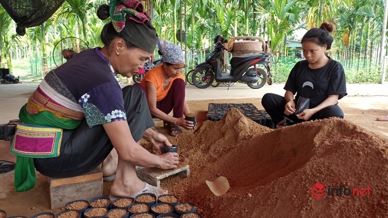 Planting a garden of areca trees to sell from mo to fruit, a family collects billions of dollars every year