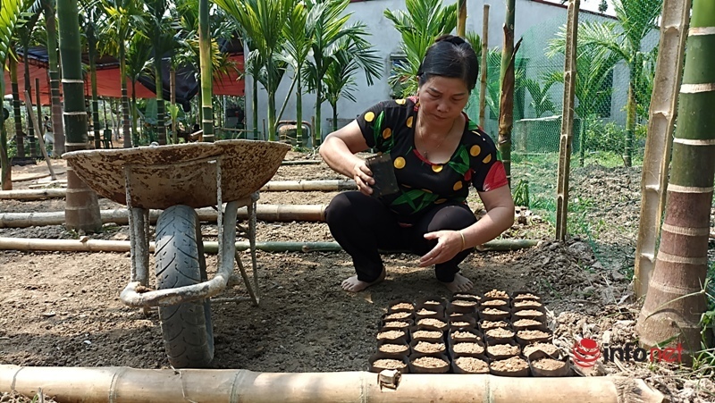 Planting a garden of areca trees to sell from mo to fruit, a family collects billions of money every year