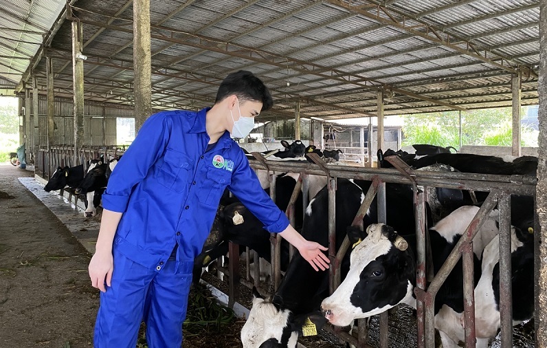 Raising dairy cows, Moc Chau people “squeeze” billions of dollars every year