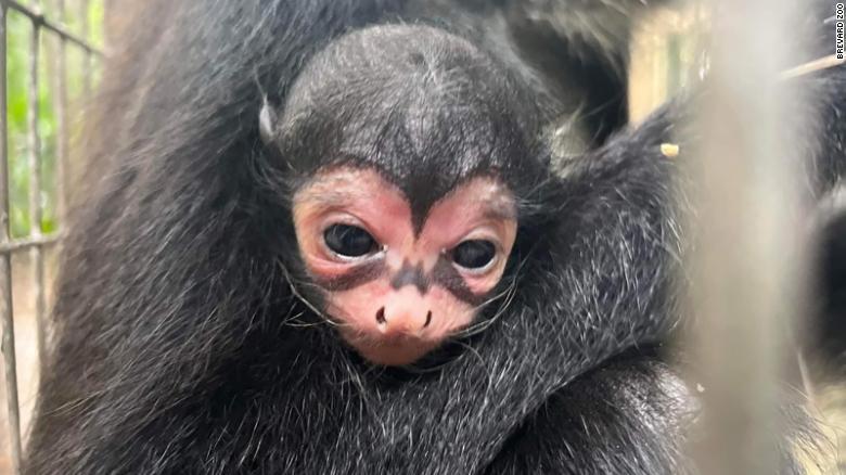 Newborn monkey has a strange ‘batman’ symbol on his face
