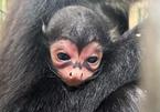 Khỉ mới chào đời có biểu tượng 'người dơi' kỳ lạ trên mặt