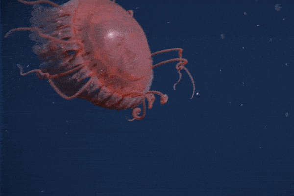 Cận cảnh con sứa kỳ lạ có màu đỏ tươi như máu