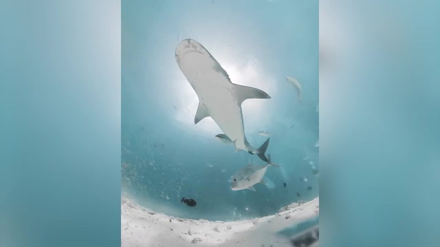 Cảnh quay hiếm có về những gì xảy ra bên trong bụng cá mập khi con mồi rơi vào