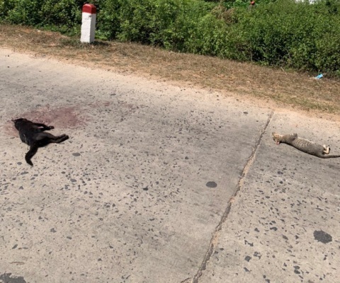 Đắk Lắk: Nghi có người trộm chó mèo, thanh niên lái ô tô đuổi xe máy gây tai nạn chết người