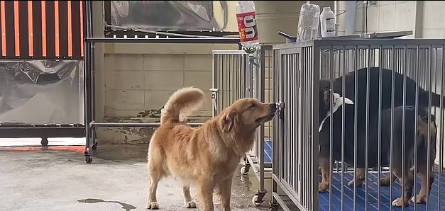 Smart dog manages to find a way to open the cage for friends to escape