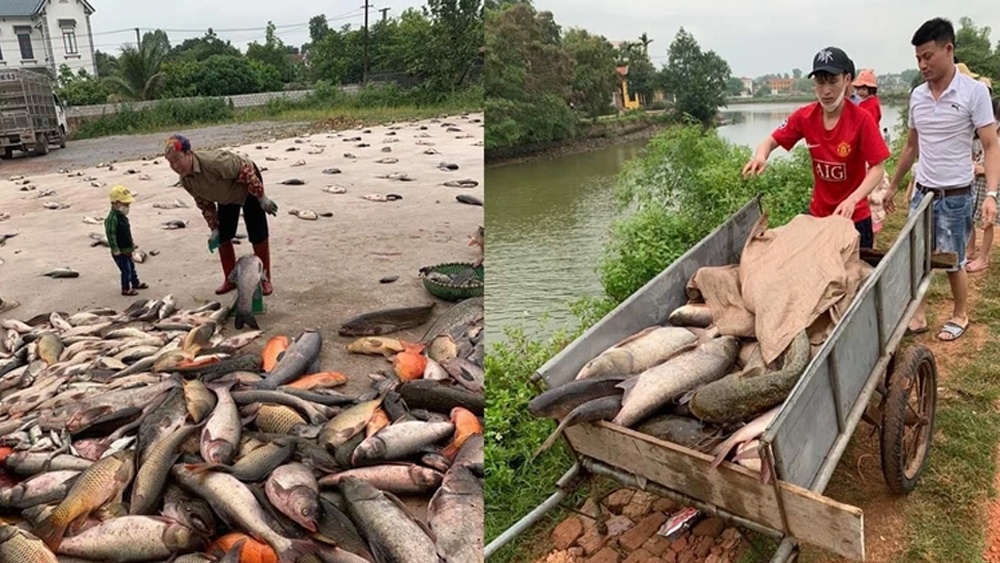 Strange 'market' selling fish without weighing scale in Bac Giang