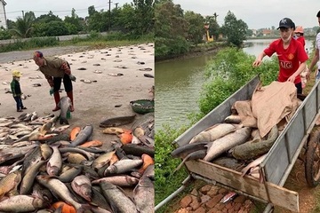 "Phiên chợ" lạ bán cá không cần cân ở Bắc Giang