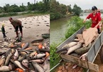 "Phiên chợ" lạ bán cá không cần cân ở Bắc Giang