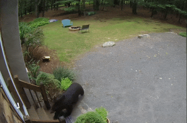 Gấu đen tự do đến nhà dân, thản nhiên mở cửa bước vào
