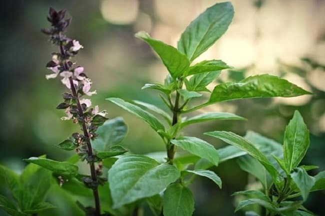 Why should pork intestines and dog meat be served with basil?