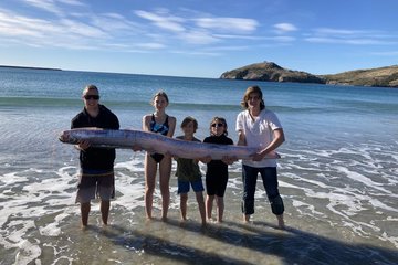 Sinh vật lạ dài ngoằng, 5 người ôm không xuể dạt vào bãi biển New Zealand