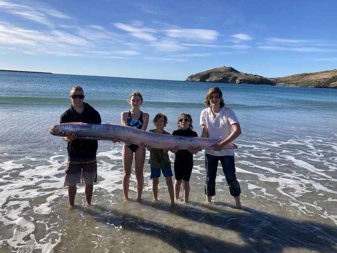Long strange creatures, 5 people can’t hug, washed up on New Zealand beach