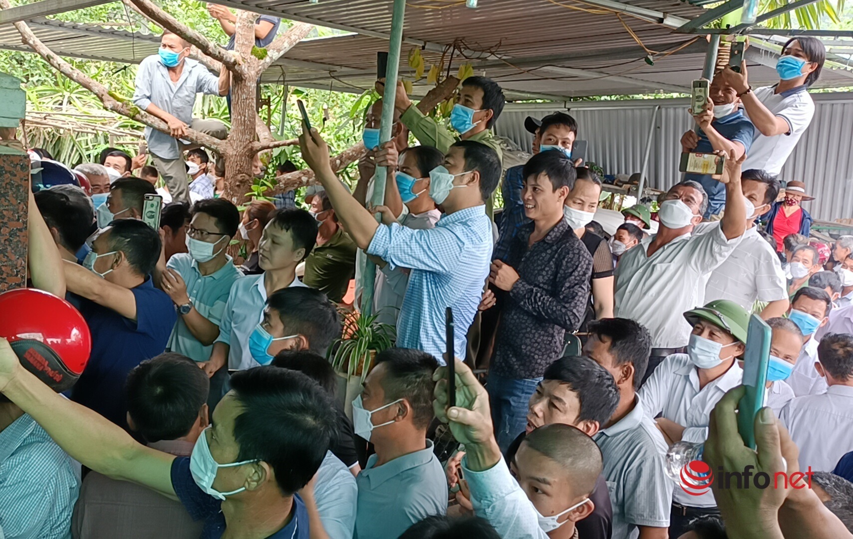 Hà Tĩnh: Hàng trăm người chen chúc đi xem cặp nhung 'khủng' có 1-0-2