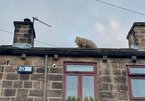 Giải cứu đàn cừu mắc cạn trên mái nhà ở Anh