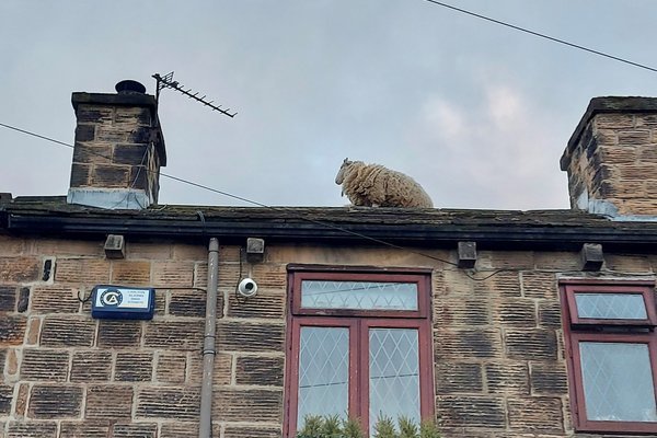 Giải cứu đàn cừu mắc cạn trên mái nhà ở Anh