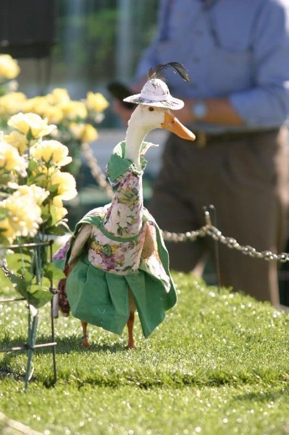 Unique annual duck fashion show in Australia