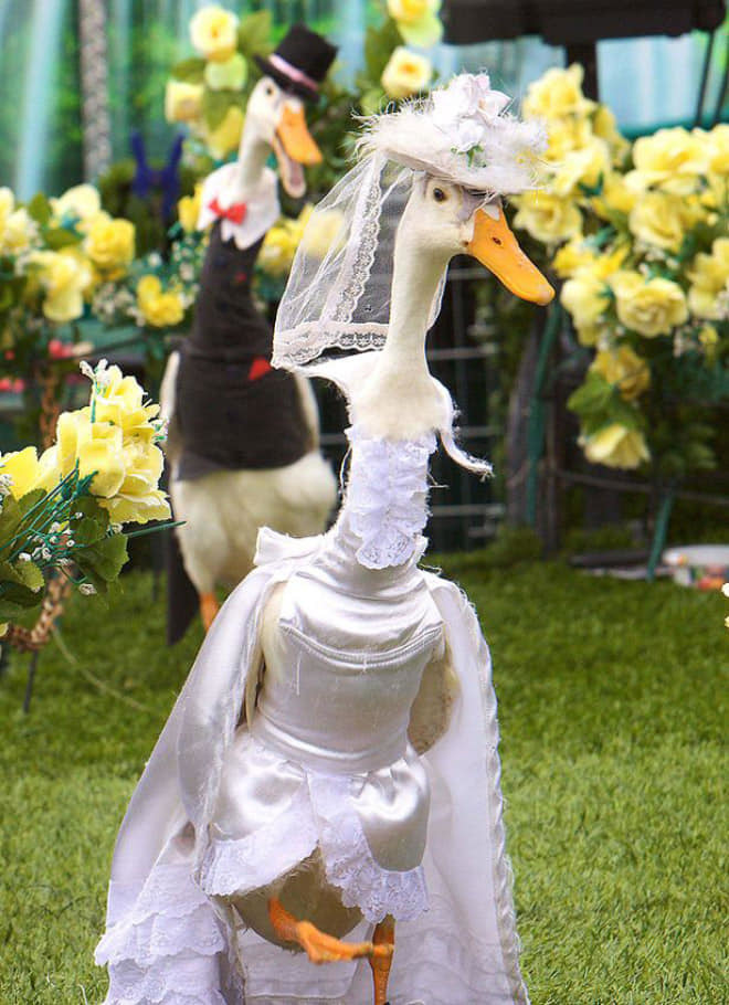 Unique annual duck fashion show in Australia