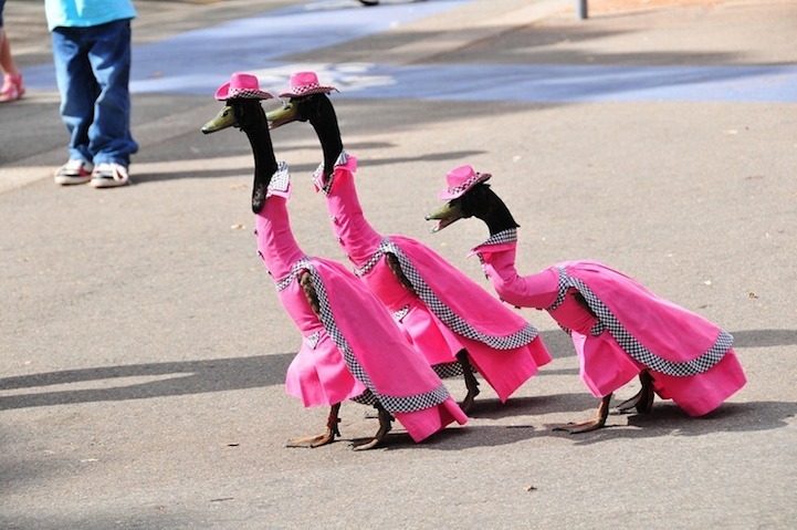 Unique annual duck fashion show in Australia