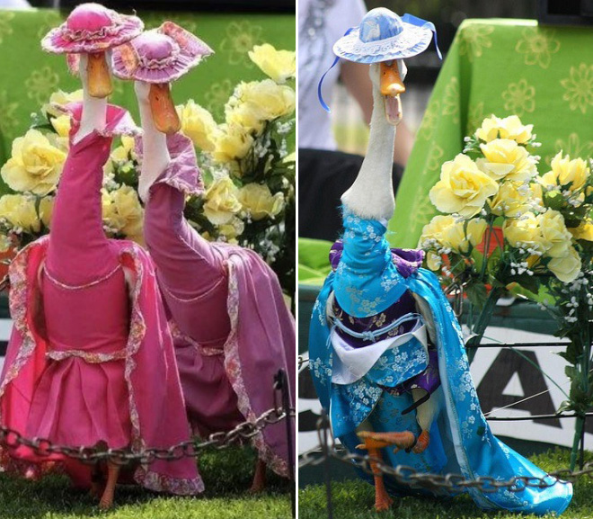 Unique annual duck fashion show in Australia