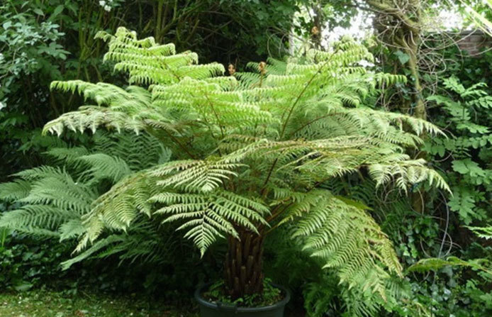 What is the effect of eating the fern leaves of the woman who survived 7 days after falling in the Yen Tu abyss, how to cope when lost in the river?