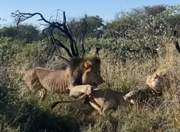 A fierce battle between two male lions in the wild