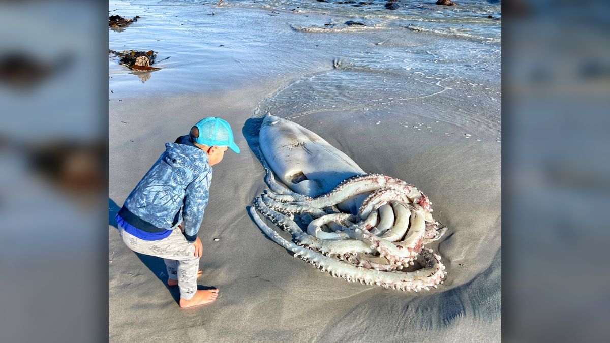 Giant squid ‘monster’ over 3.5 meters long washed up on South African beach
