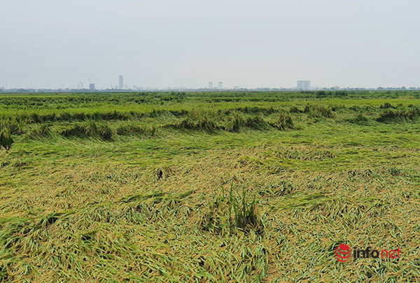 Hue: Rain accompanied by strong winds, nearly 8,000 hectares of fallen rice is difficult to harvest