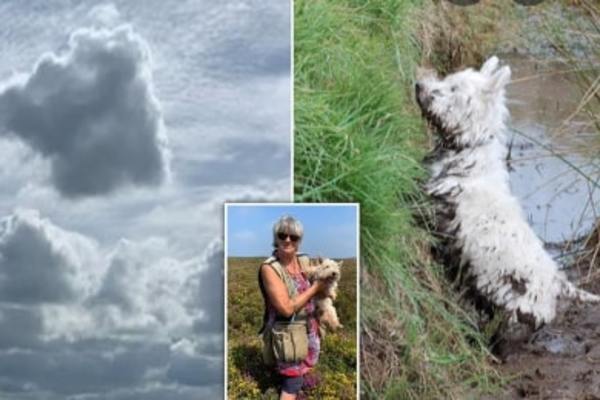 The woman suddenly burst into tears when she saw her lost pet dog appear in the sky
