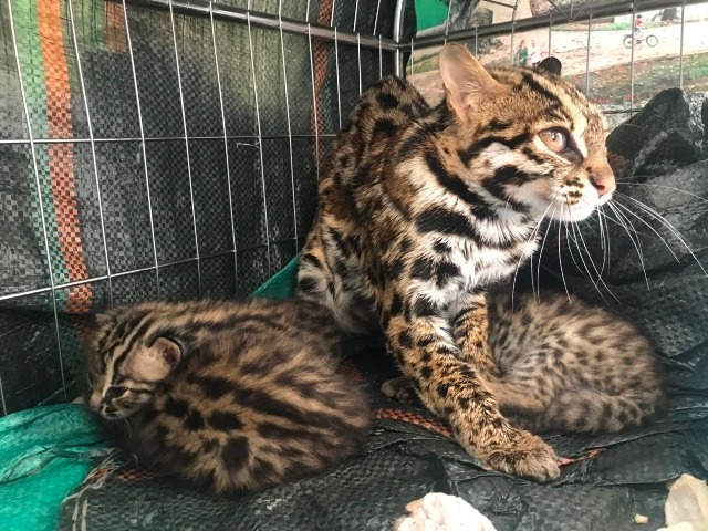 Rescue the “family” of wild cats, take them to Cuc Phuong National Park to take care of them and then release them back into the wild