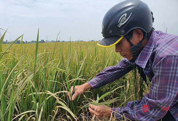 Thừa Thiên – Huế,mưa gió trái mùa,biến đổi khí hậu,lúa