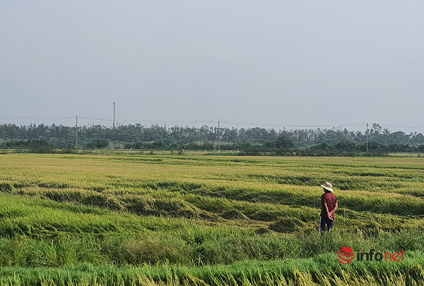 Nông dân Thừa Thiên Huế tranh thủ tiêu úng thoát nước, cấp tốc thu hoạch lúa hư hại do mưa to, gió mạnh trái mùa