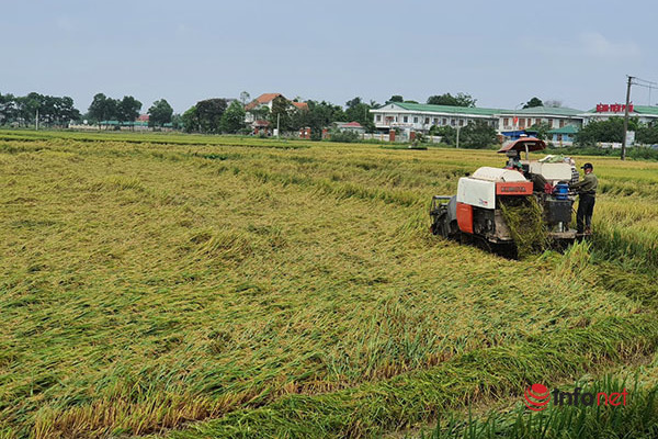 Nông dân Thừa Thiên Huế tranh thủ tiêu úng thoát nước, cấp tốc thu hoạch lúa hư hại do mưa to, gió mạnh trái mùa