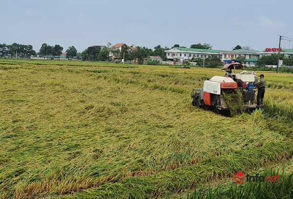 Farmers in Thua Thien Hue take advantage of drainage, urgently harvest rice damaged by heavy rain and strong winds in the off-season.