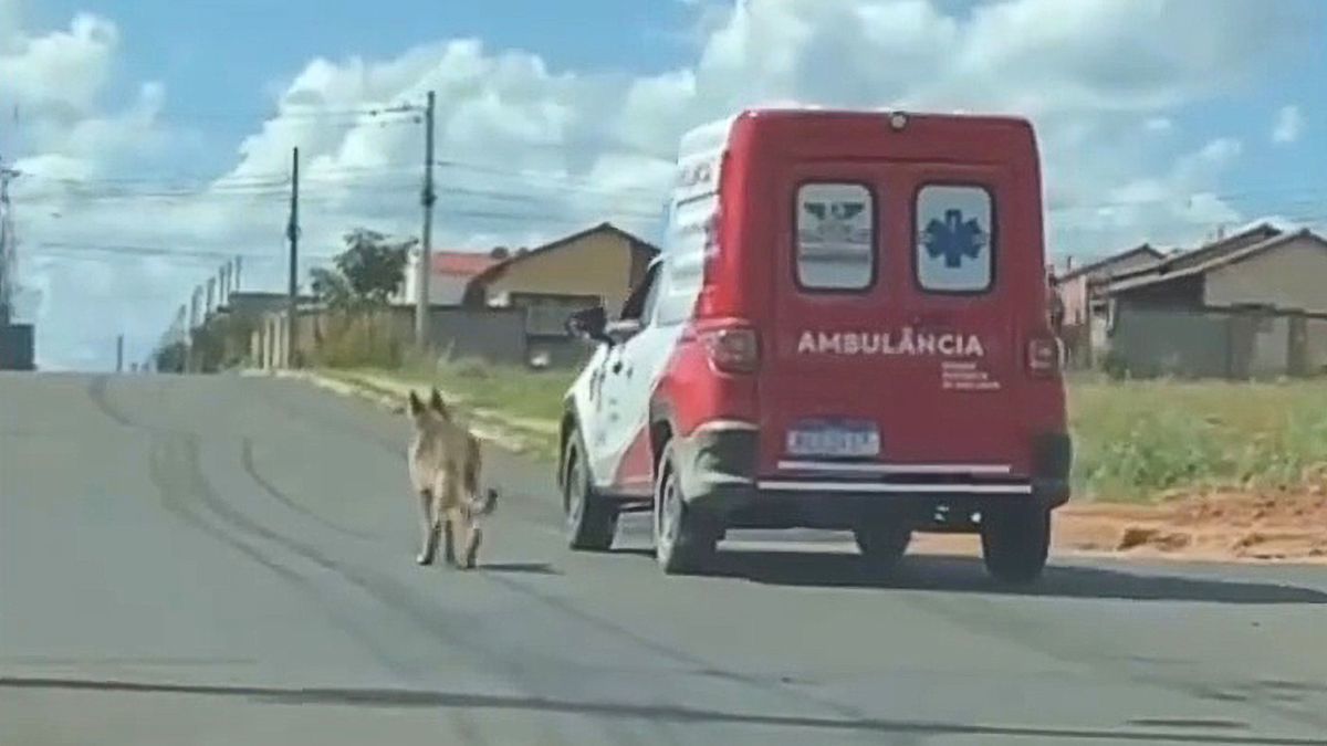 The emotional moment the dog ran after the ambulance to take the owner to the hospital