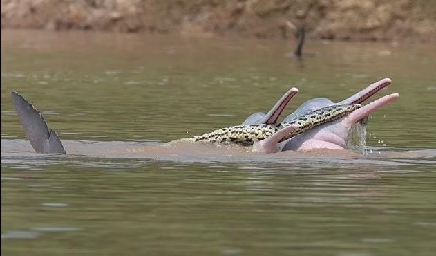 Strange encounter between dolphins and giant pythons on the river