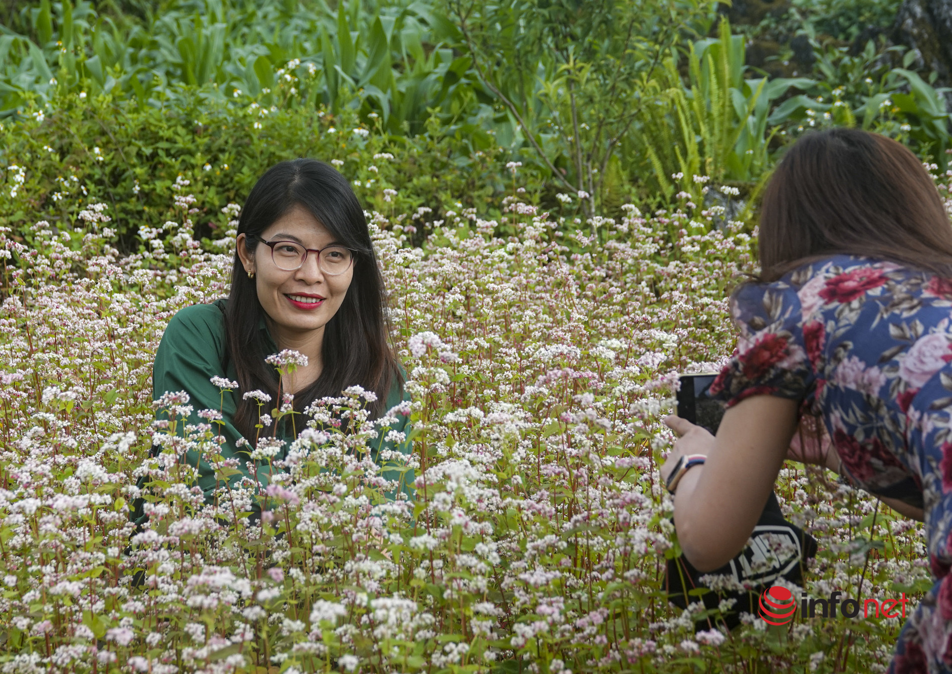 Watching buckwheat flowers bloom 'out of season' on Ha Giang rocky plateau