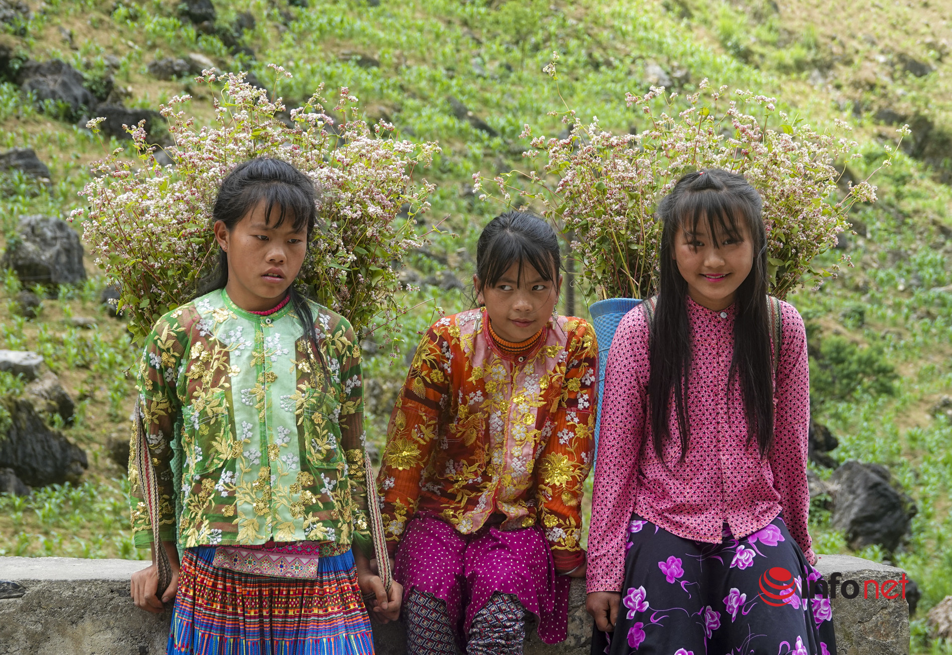 Mãn nhãn ngắm hoa tam giác mạch nở 'trái mùa' trên cao nguyên đá Hà Giang