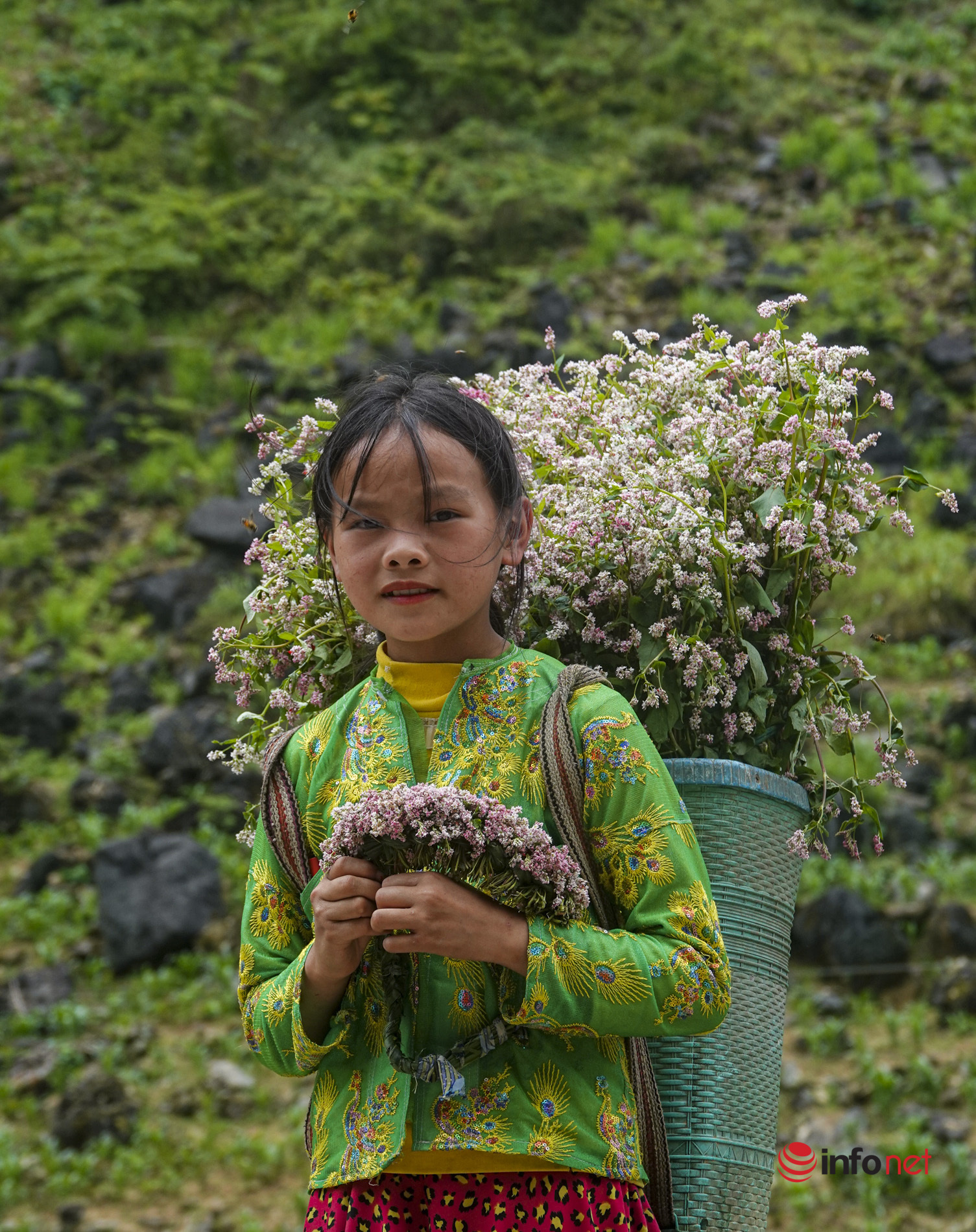 Watching buckwheat flowers bloom 'out of season' on Ha Giang rocky plateau