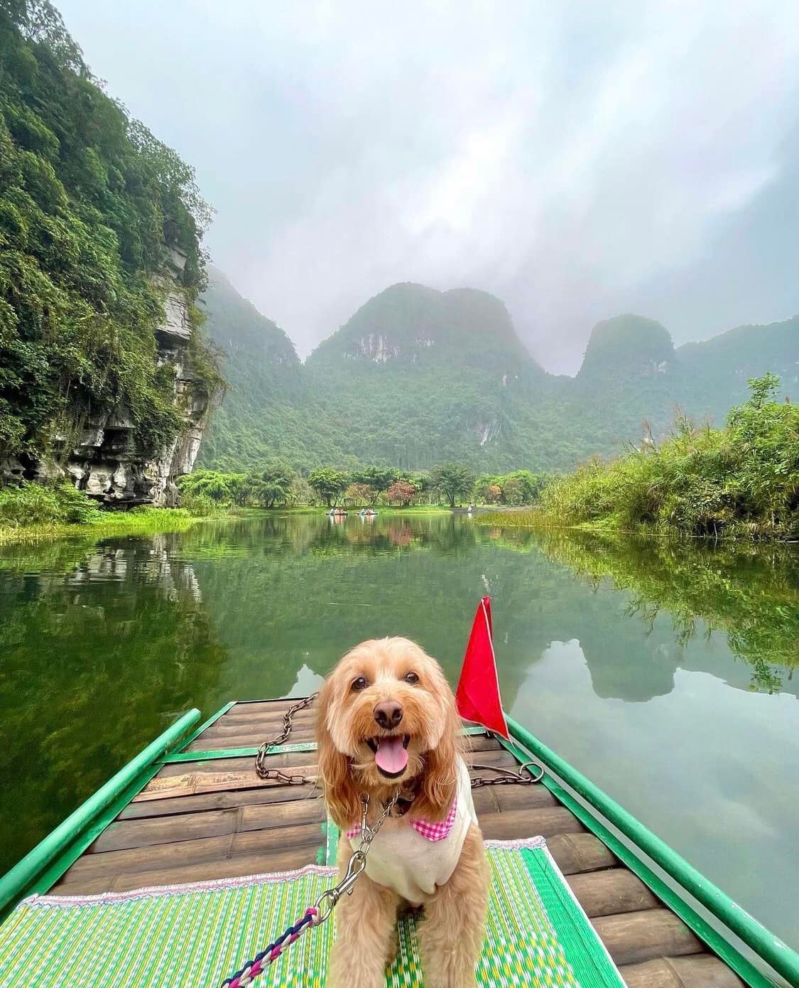 Chú chó ‘đốn tim’ dân mạng bởi loạt ảnh vi vu Ninh Bình cùng chủ nhân