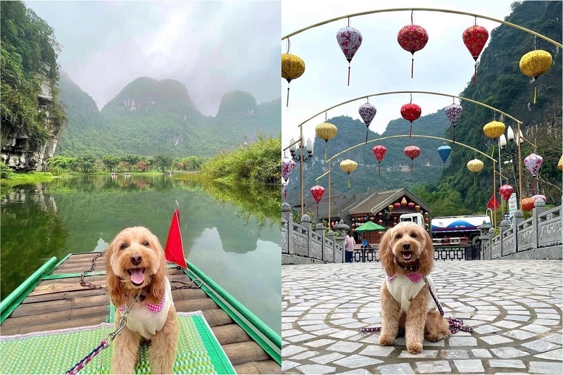 The dog “cuts the hearts” of netizens by a series of photos of Ninh Binh with its owner