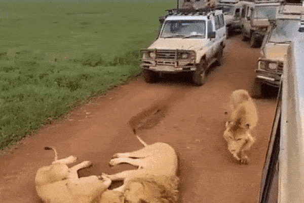 The lions calmly lie in the middle of the road causing traffic jams