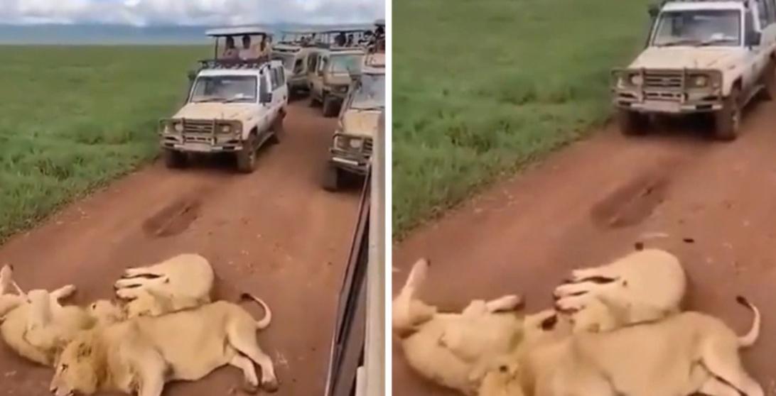 The lions calmly lie in the middle of the road causing traffic jams