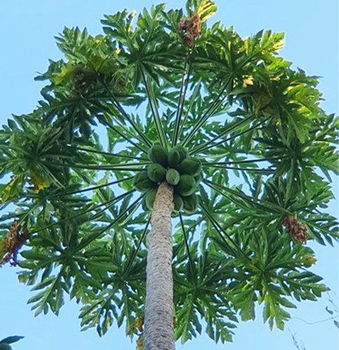 Close-up of a papaya tree as tall as a 5-story building that set a world record