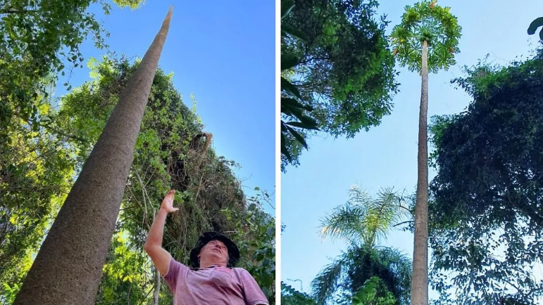 Close-up of a papaya tree as tall as a 5-story building that set a world record