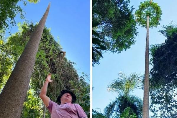 Close-up of a papaya tree as tall as a 5-story building that set a world record