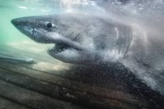 Phát hiện cá mập trắng lớn nặng gần nửa tấn ngoài khơi bờ biển Mỹ